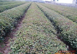 信陽毛尖 傳承千年茶韻，開啟連鎖加盟新篇章